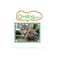 dear two cute cats
