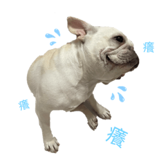 小奶油的謎之生活