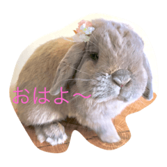 Laut house rabbit
