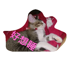 喵星人的世界
