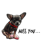 Chihuahua lifestyle