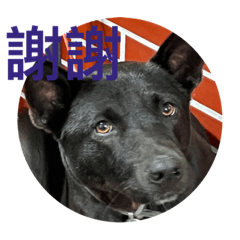 波Bo