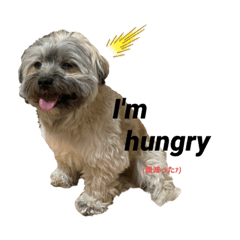 shiho_20220402004529