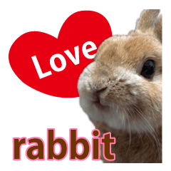 rabbit(papi) sticker