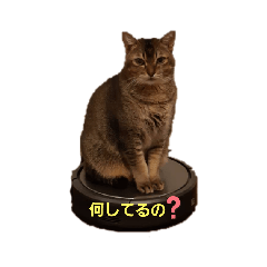 nyanko_20220401204959