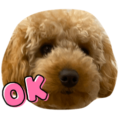 Mylo is ikemen like kaito