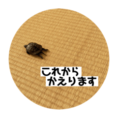 KINAKO stickers !