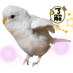 TORIYA_20220401233206