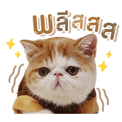kanicatfat