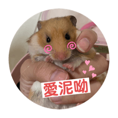 哇洗摳摳ʕ•ᴥ•ʔ