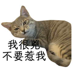 迷米毛