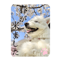 mixed dog shizuku stickers seazon ver