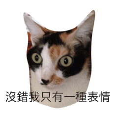 poker-faced cat ...1