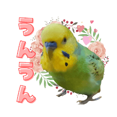 セキセイインコ雛こつぶちゃんお迎え4コマ漫画 セキセイ オカメ まめしげバナ日記 セキセイインコ雛こつぶちゃんお迎え4コマ漫画 セキセイ オカメ まめしげバナ日記