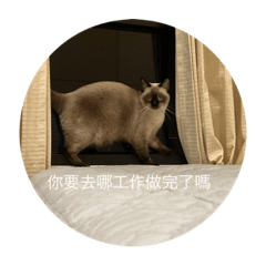 暹邏貓的日常貼圖