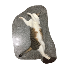 Kuchi meow yoga