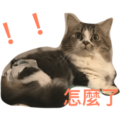 火腿是隻貓