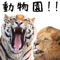 A tiger and lions