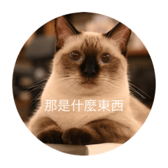 暹邏貓的日常貼圖——實用篇2
