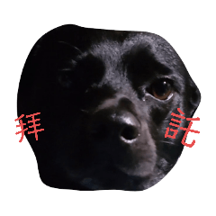 豆豆哈哈哈