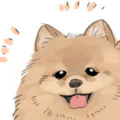 Pomeranian sorakun