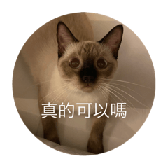 暹羅貓的日常貼圖——實用篇3