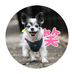 Oyatsu Dog Hoge Foo 1