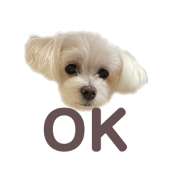 cherry_20220402214554