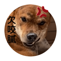 叫你家的狗安靜