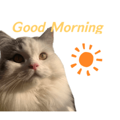 hikari_20220402162542