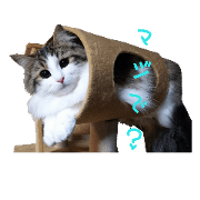 mofumofu.cute.cat3