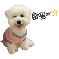 比熊犬Nini的生活2