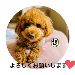 Hello, I am Azuki, toypoodle !