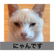 NYAN DESU