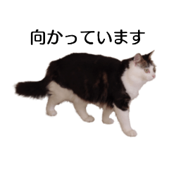 続猫がお手伝い