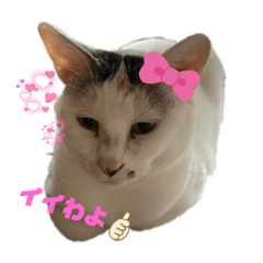 野良猫もみな家族だよ〜施設ニャンズ編〜