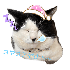 野良猫もみな家族だよ〜看板羊ちゃん編〜