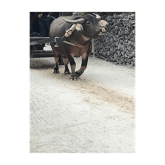 okinawa ishigaki water baffalo