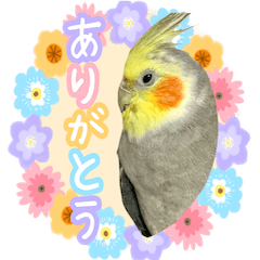 cockatiel pi-suke