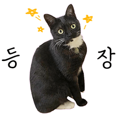 [Didim] is a cute cat! (Korean ver.)