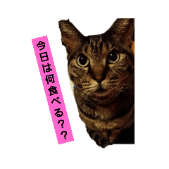 Tomomi_20220404025153