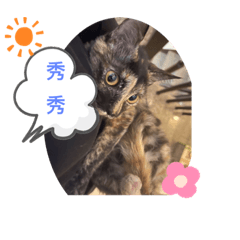 棗棗不是貓
