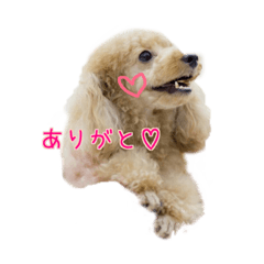 toy poodle nun-chama