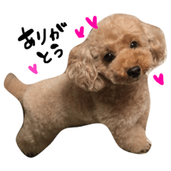 toy poodle nun