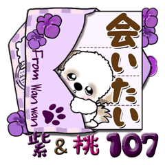 シーズー犬 107『桃色と紫色』