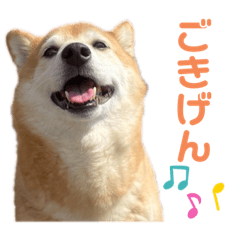 Haruna the shibe's Super KAWAII sticker4