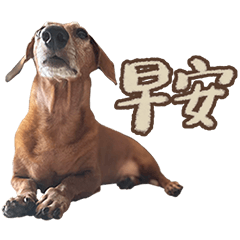 林喳喳 短毛臘腸狗