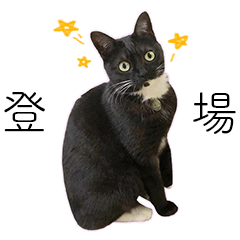 [Didim] is a cute cat! (Japanese ver.)