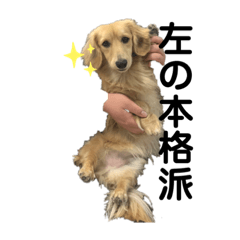 デュデュ