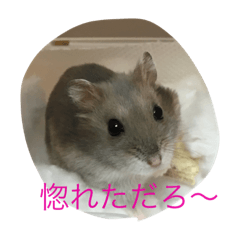 pon kun hamham